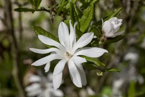 stellata - afbeelding 3