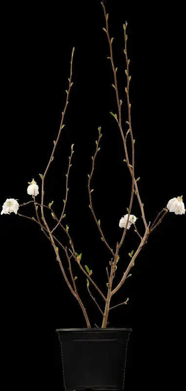 stellata - afbeelding 1