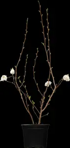 stellata - afbeelding 5