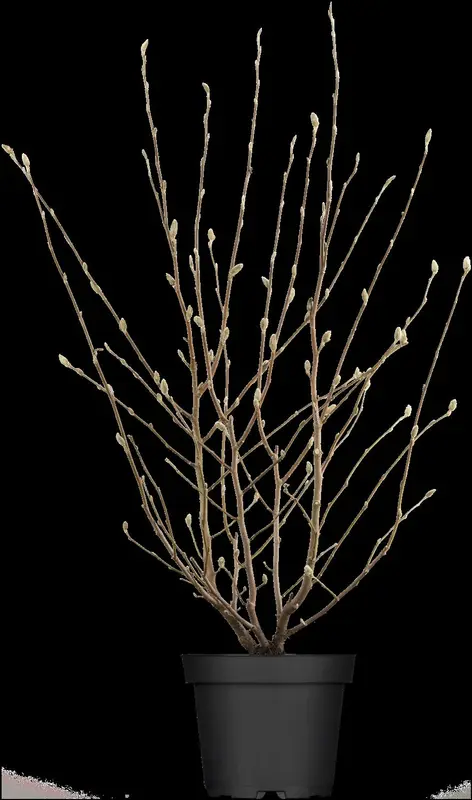 stellata - afbeelding 2