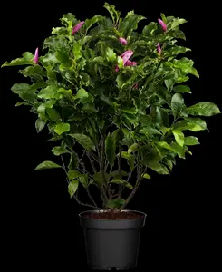 magnolia 'susan' (200-250 cm) - afbeelding 5