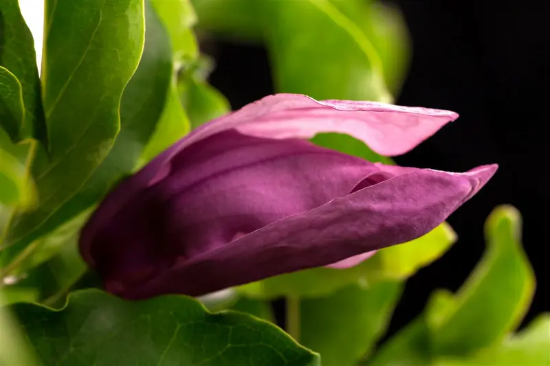 magnolia 'susan' (200-250 cm) - afbeelding 2