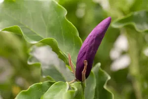 magnolia 'susan' (200-250 cm) - afbeelding 5