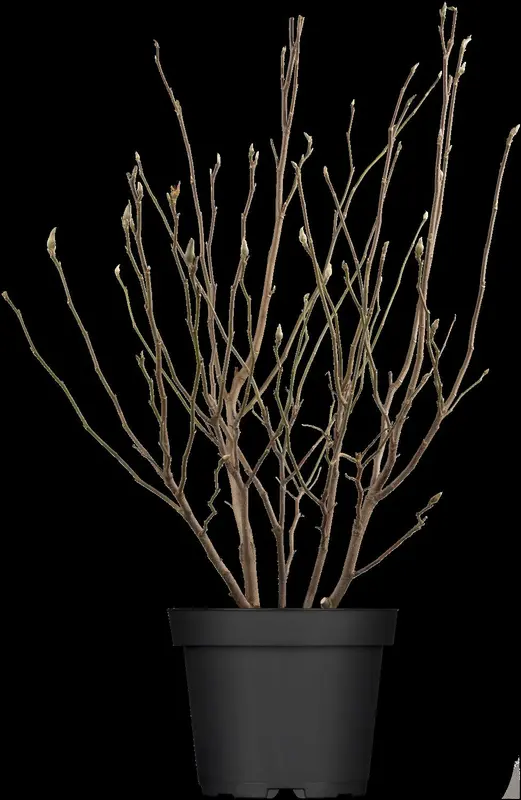 magnolia 'susan' (200-250 cm) - afbeelding 3