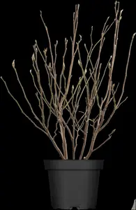 magnolia 'susan' (200-250 cm) - afbeelding 3