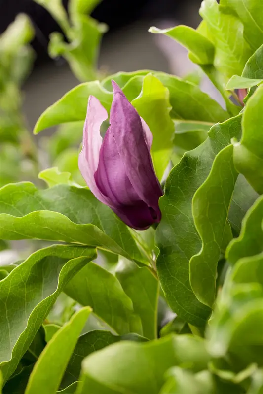 Magnolia 'Susan' 200-250   DKL MRST - afbeelding 2
