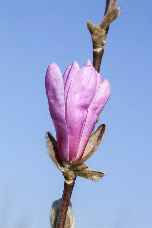 Magnolia 'Susan' 200-250   DKL MRST - afbeelding 5
