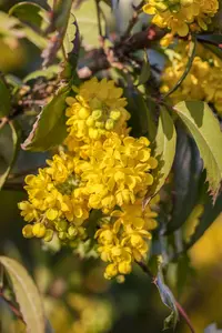 mahonia aquifolium (30- 40cm) - afbeelding 5