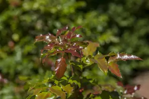 mahonia aquifolium (30- 40cm) - afbeelding 2