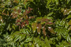 mahonia aquifolium (30- 40cm) - afbeelding 3