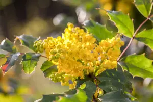 mahonia aquifolium (30- 40cm) - afbeelding 4