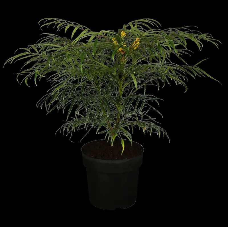 mahonia aquifolium (30- 40cm) - afbeelding 1