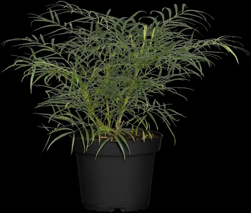 mahonia eur. 'soft caress' (25- 30cm) - afbeelding 2