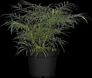 mahonia eur. 'soft caress' (25- 30cm) - afbeelding 2