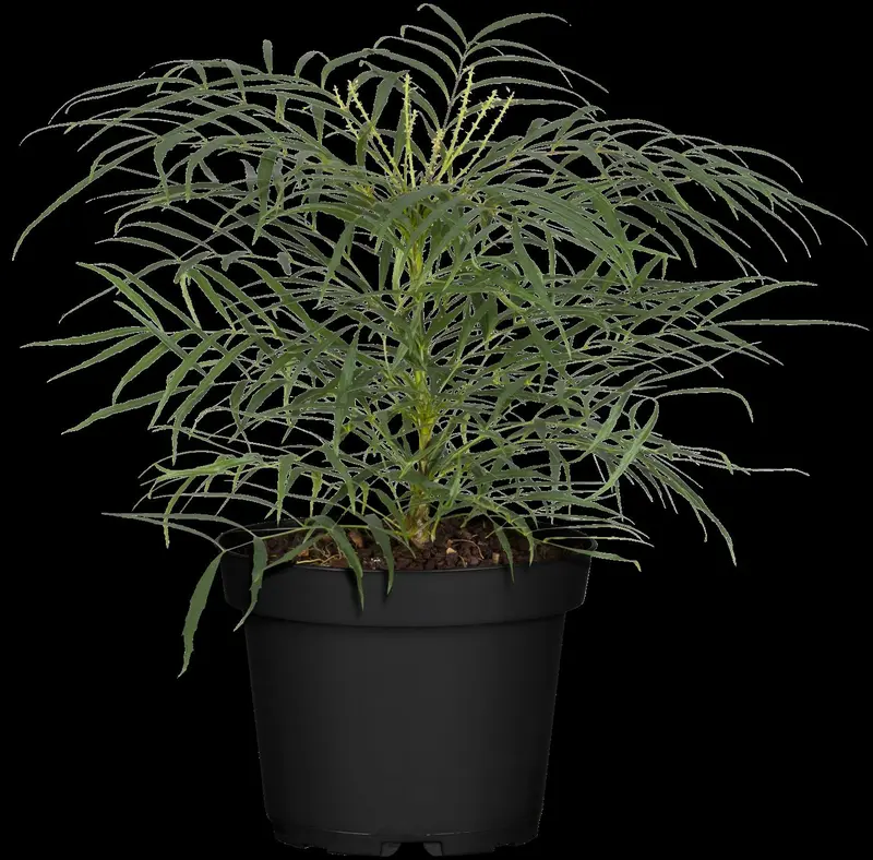 mahonia eur. 'soft caress' (25- 30cm) - afbeelding 1