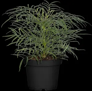 mahonia eur. 'soft caress' (25- 30cm) - afbeelding 2