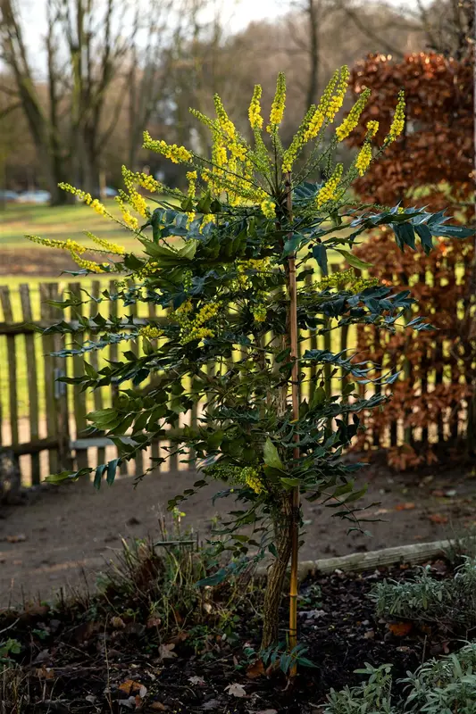 mahonia japonica ( bealei) (50- 60cm) - afbeelding 1