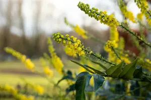 mahonia japonica ( bealei) (50- 60cm) - afbeelding 2