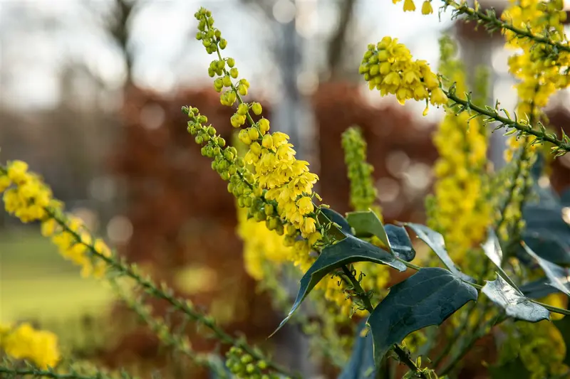 mahonia japonica ( bealei) (50- 60cm) - afbeelding 3