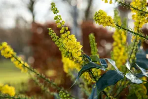 mahonia japonica ( bealei) (50- 60cm) - afbeelding 3