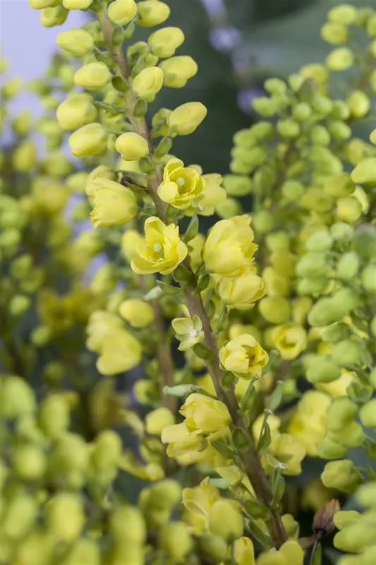 Mahonia media 'Winter Sun' 100-125 C35 - afbeelding 1