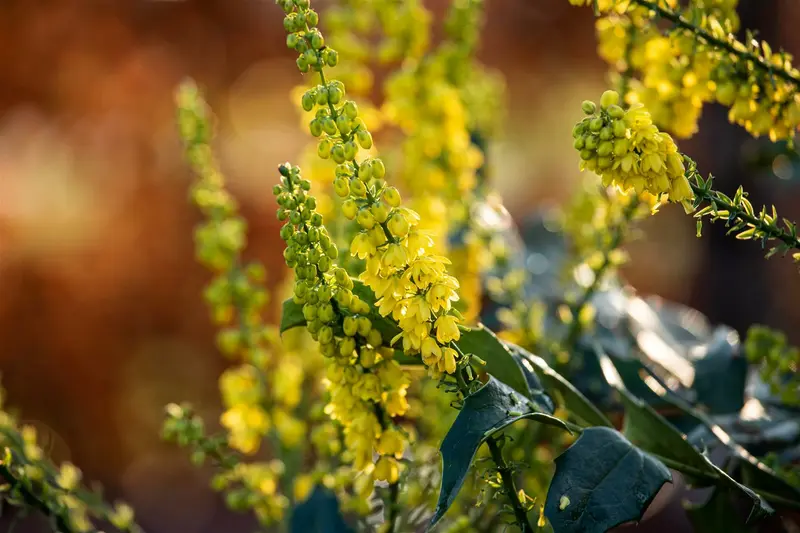 Mahonia media 'Winter Sun' 100-125 C35 - afbeelding 3