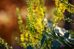 Mahonia media 'Winter Sun' 100-125 C35 - afbeelding 3