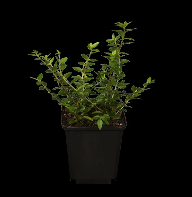 Lonicera nit. 'Maigruen' 15- 20   P9 - afbeelding 1
