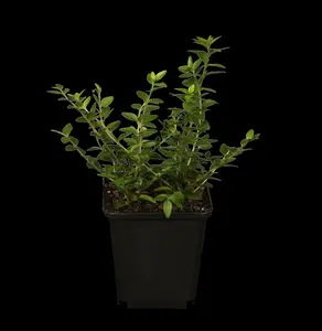 Lonicera nit. 'Maigruen' 15- 20   P9 - afbeelding 1