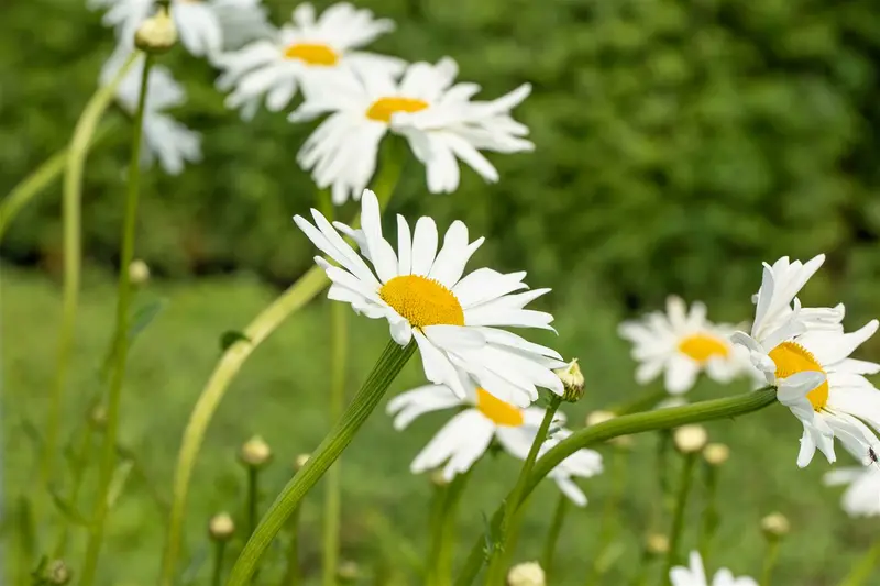 leucanthemum vulgare 'maikönigin' P9 - afbeelding 2