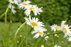 leucanthemum vulgare 'maikönigin' P9 - afbeelding 2