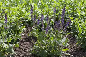 salvia nem. 'mainacht' ('maynight') P9 - afbeelding 5