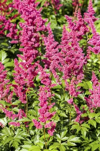 astilbe (j) 'mainz' P9 - afbeelding 5