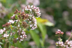 origanum majorana ( origanum hortensis) P9 - afbeelding 5