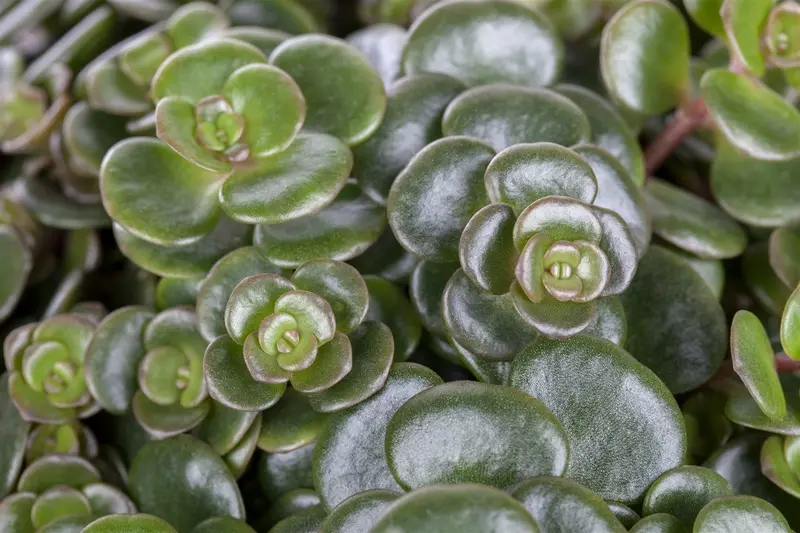 sedum 'makinoi' P9 - afbeelding 1