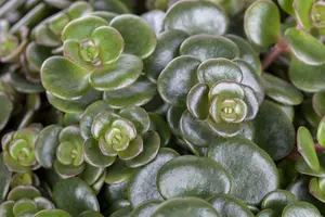sedum 'makinoi' P9 - afbeelding 5