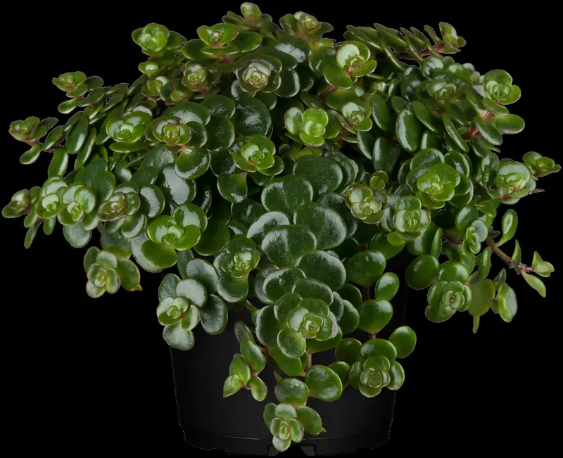sedum 'makinoi' P9 - afbeelding 2