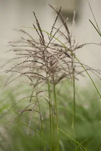 miscanthus sin. 'malepartus' P9 - afbeelding 5