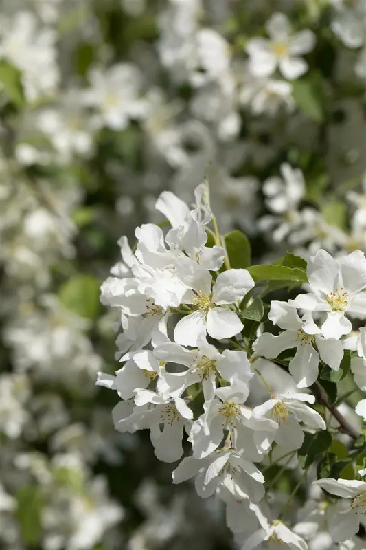 malus bacc. 'street parade' (250-300 cm)