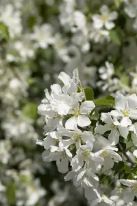 malus bacc. 'street parade' (250-300 cm)