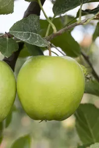 Malus ball. 'Green Sensation' 60- 80 C