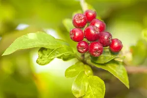 Malus 'Braendkjaer' 250-300 C130 MRST