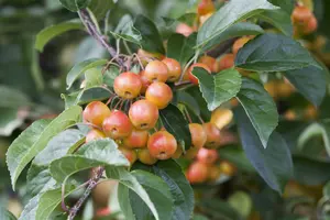 Malus 'Braendkjaer' 250-300   C130 MRST - afbeelding 5