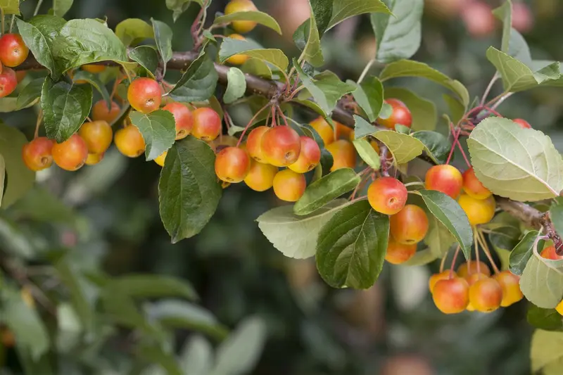 malus d.  appels/pommiers 14/16 - afbeelding 9