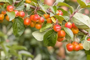 malus d.  appels/pommiers 14/16 - afbeelding 10