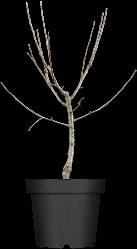 malus d.  appels/pommiers 14/16 - afbeelding 6