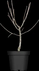 malus d.  appels/pommiers 14/16 - afbeelding 6