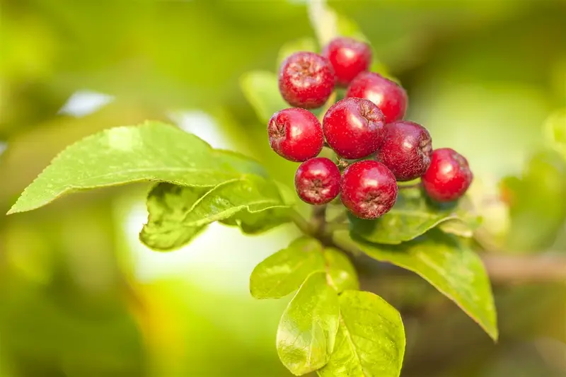 Malus d.  appels/pommiers 18/20 HO DKL - afbeelding 1