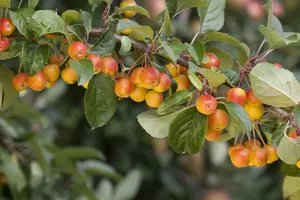 Malus d.  appels/pommiers 18/20 HO DKL - afbeelding 3