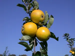 Ananas-Renette - afbeelding 3